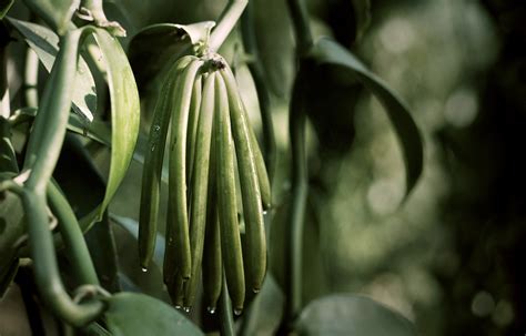 chanel vanilla|vanilla planifolia.